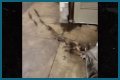 Rats Run Out From Under Homeless Person's Blanket on NYC Subway Platform